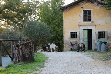 The goats in Pian di Fiume come with included